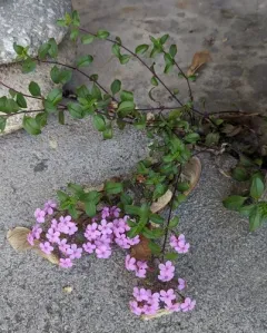 Rock Soapwort thumbnail 4