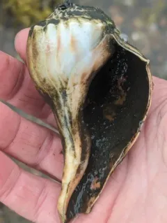 Knobbed Whelk thumbnail 2