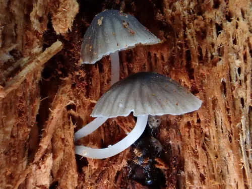 Mycena fuliginella
