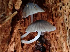 Mycena fuliginella thumbnail 1