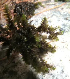Platyhypnidium Moss thumbnail 4