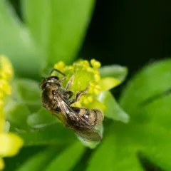 Cresson's Sweat Bee thumbnail 4