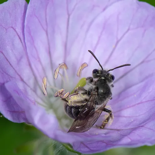 Cranesbill Miner