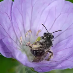 Cranesbill Miner thumbnail 1