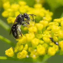 Rugose-chested Sweat Bee thumbnail 3