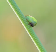 Stictocephala lutea thumbnail 4
