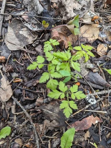 blunt-fruited sweet-cicely