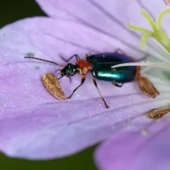 Lebia viridipennis thumbnail 3