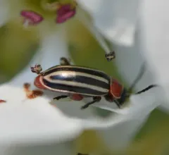 Tall Flea Beetle thumbnail 2