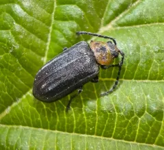 Pacific Willow Leaf Beetle thumbnail 4