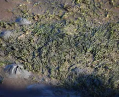 Japanese Eelgrass thumbnail 3