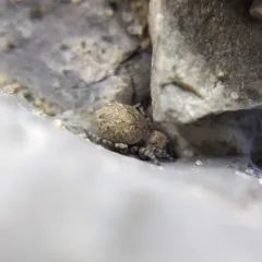 Attulus ammophilus thumbnail 1