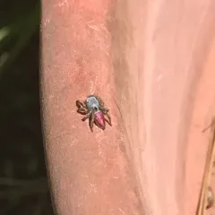 Habronattus decorus thumbnail 4