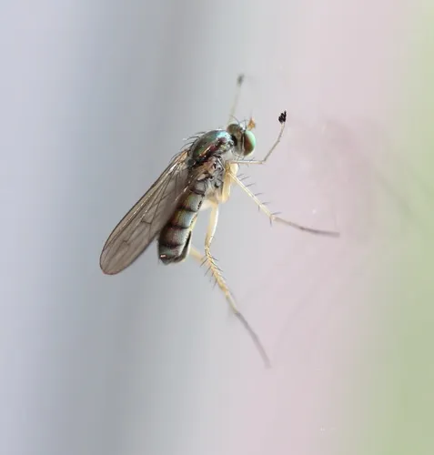 Dolichopus cuprinus