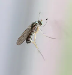 Dolichopus cuprinus thumbnail 1