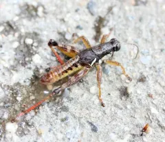 Smith's Spur-throat Grasshopper thumbnail 2