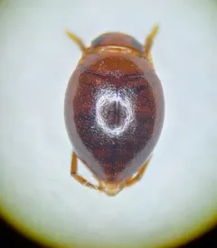 Desmopachria convexa thumbnail 2