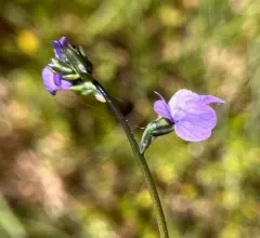 Texas toadflax thumbnail 3
