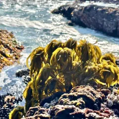 Sea Palm thumbnail 3