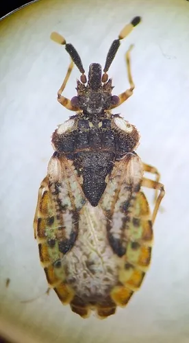 Aradus depictus