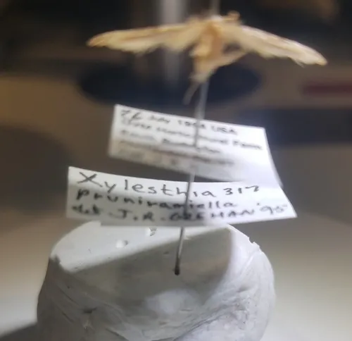 Clemens' Bark Moth