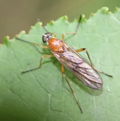 Dialysis elongata thumbnail 2