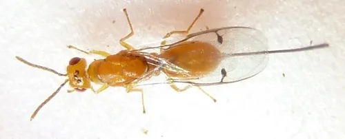 Douglas Fir Seed Chalcidoid Wasp