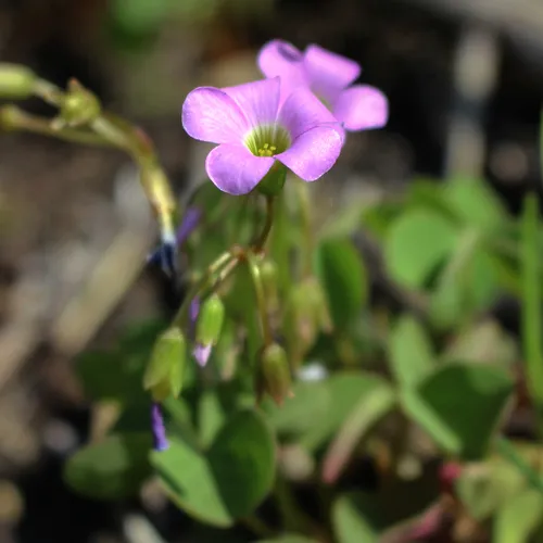 violet woodsorrel