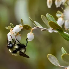 Bare-cheeked Bumble Fly thumbnail 4