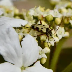 Evodinus monticola thumbnail 4