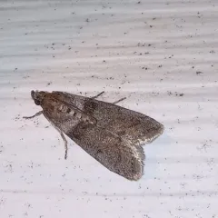 Lesser Aspen Webworm Moth thumbnail 4
