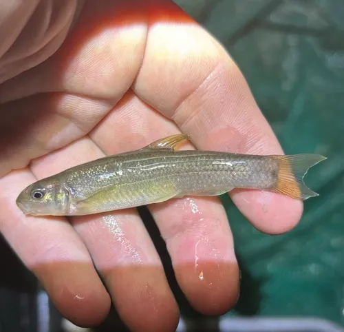 Cutlip Minnow