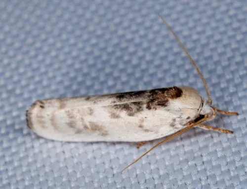 Pale Gray Bird-dropping Moth