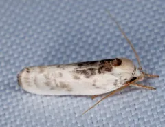 Pale Gray Bird-dropping Moth thumbnail 1
