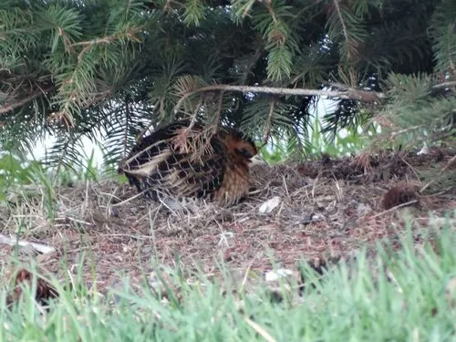 Yellow Rail