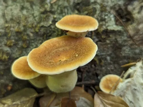 Polyporus fagicola