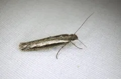Ypsolopha barberella thumbnail 1