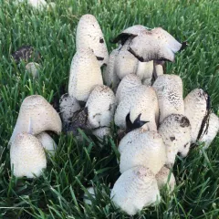Coprinopsis strossmayeri thumbnail 4