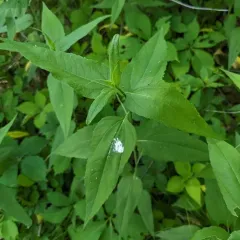 pale-leaved woodland sunflower thumbnail 4