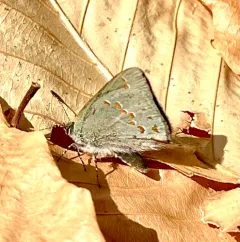 Early Hairstreak thumbnail 1