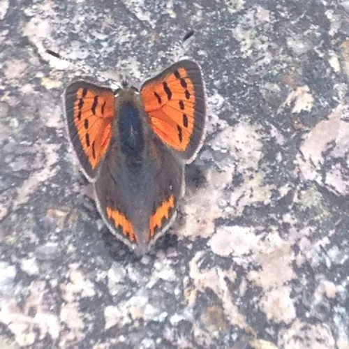 American Copper