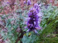 Western Giant Hyssop thumbnail 4