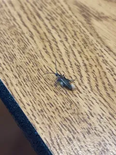 Stenosphenus notatus thumbnail 4