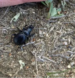 Calosoma luxatum thumbnail 4