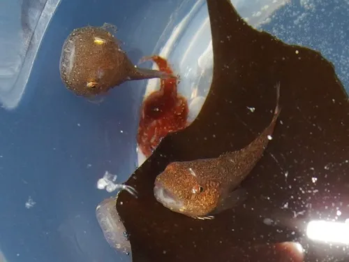Kelp Snailfish
