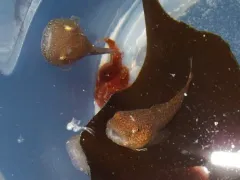Kelp Snailfish thumbnail 1