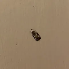 Snowy-shouldered Acleris Moth thumbnail 4