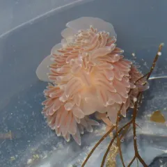 Ziminella salmonacea thumbnail 1