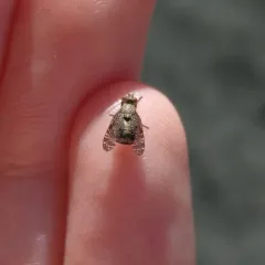 Dancing Kiss Fly thumbnail 4