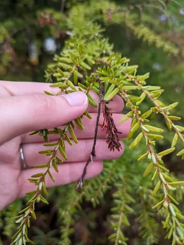 Sirococcus tsugae
